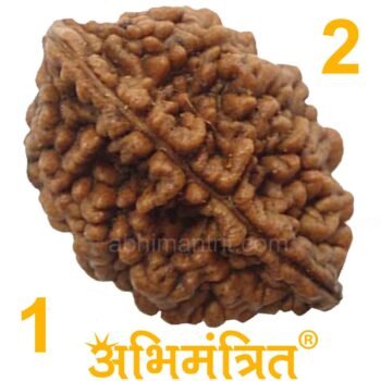 2 Mukhi Rudraksha