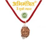 Buy Original 3 Mukhi Rudraksha at Best Price Abhimantrit™