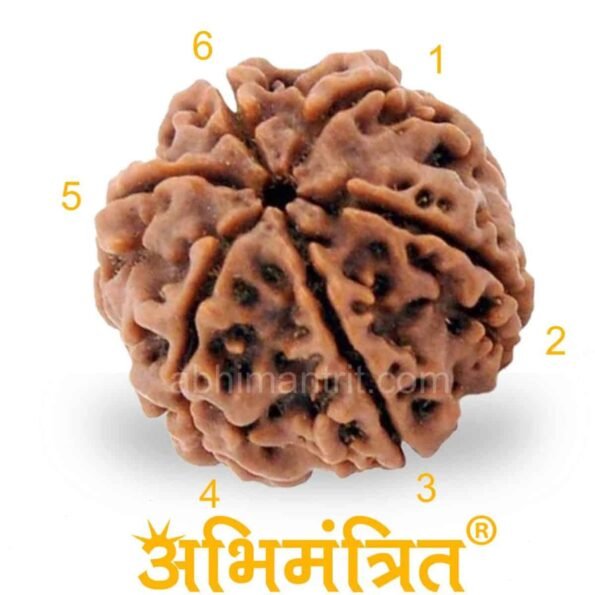 6 Mukhi Rudraksha