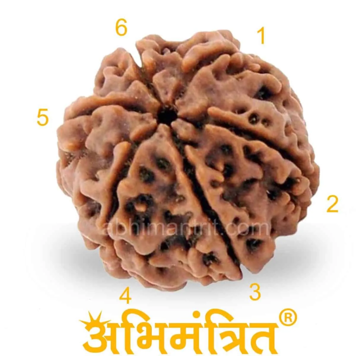 Buy Original 6 Mukhi Rudraksha at Best Price Abhimantrit™