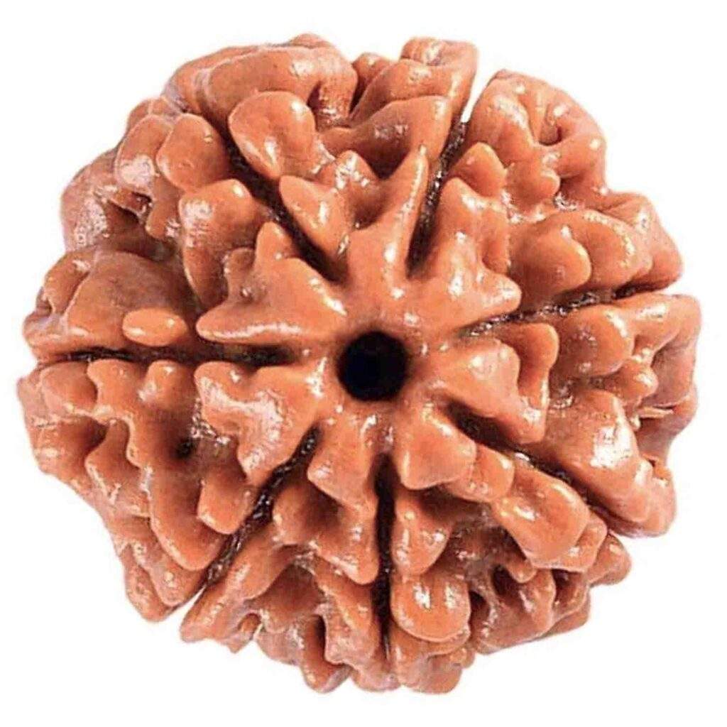 Original Mukhi Rudraksha Best Price Abhimantrit