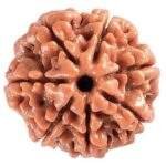 Original 7 Mukhi Rudraksha @ Best Price Abhimantrit®