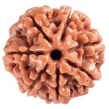 7 Mukhi Rudraksha