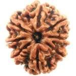 Original 8 Mukhi Rudraksha @ Best Price Abhimantrit®