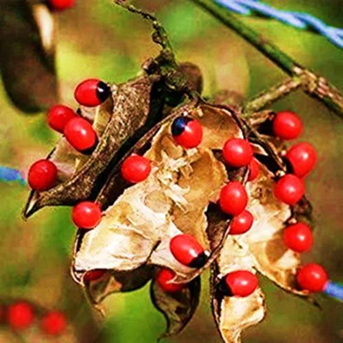 Gunja Beads