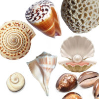pooja items online