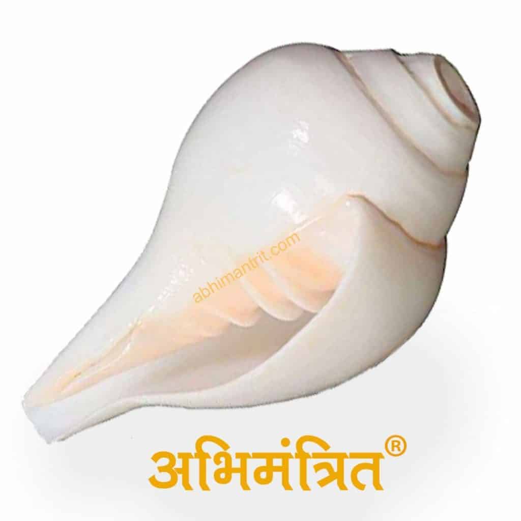 Lautes & großes Vamavarti 11 cm Blowing Shankh für Pooja White Kostenloser Versa 