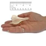 Dakshinavarti Shankh with Brass Stand 3 Inch Export Quality - Image 2