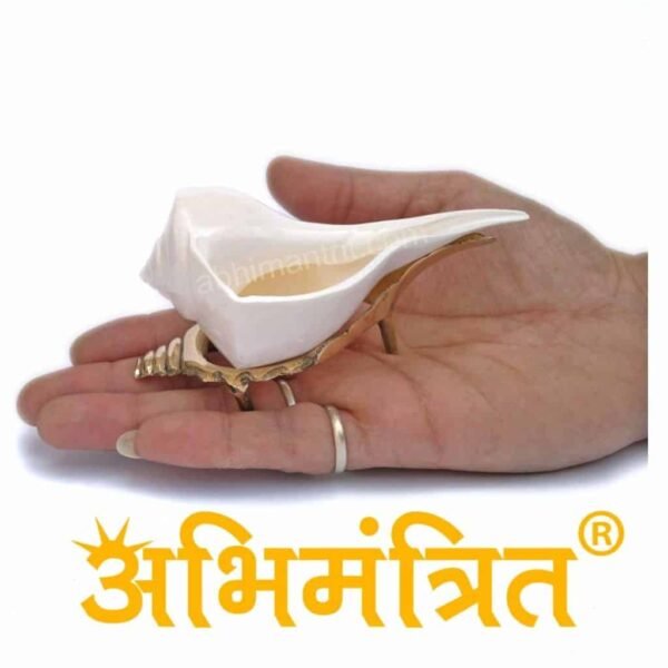 Original Dakshinavarti Shankh with Stand