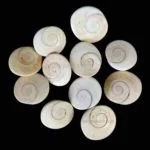 11 Gomati Chakra Attract Money, Good Wealth & Prosperity - Image 4