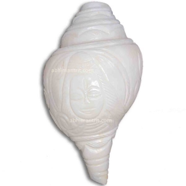 Lord Shiva Carving Big Size Blowing Shankh