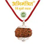 original 14 mukhi rudraksha price