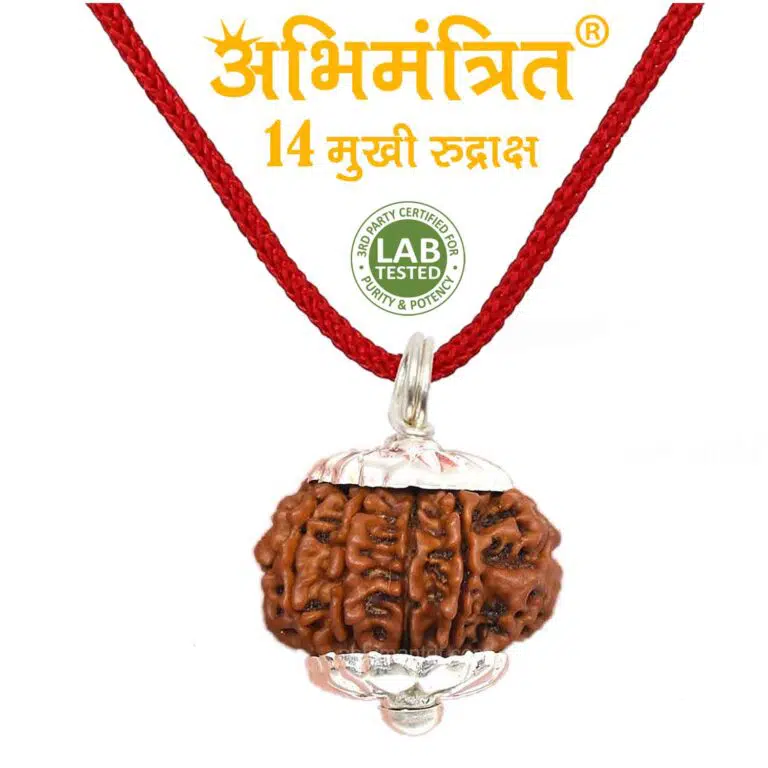 original 14 mukhi rudraksha price