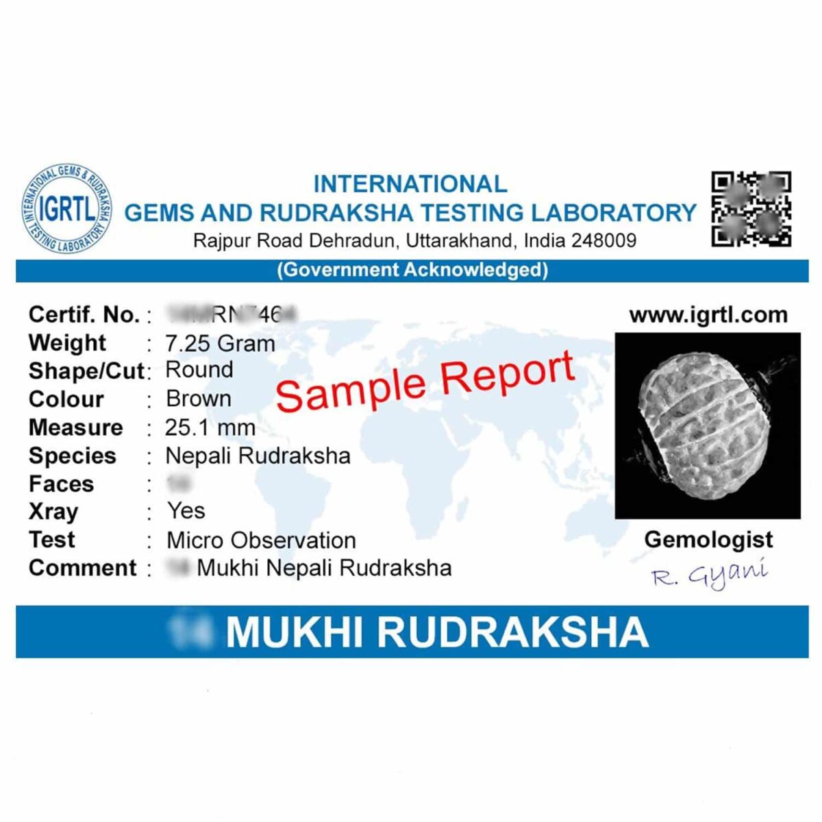 Trijuti Rudraksha Original Nepali Big Size with Lab Certificate Pendant in Red Thread - Image 2