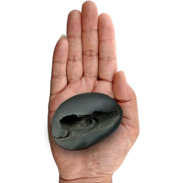 Laxmi Narayan Shaligram