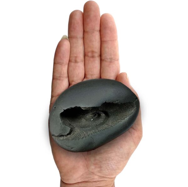 Laxmi Narayan Shaligram Nepal