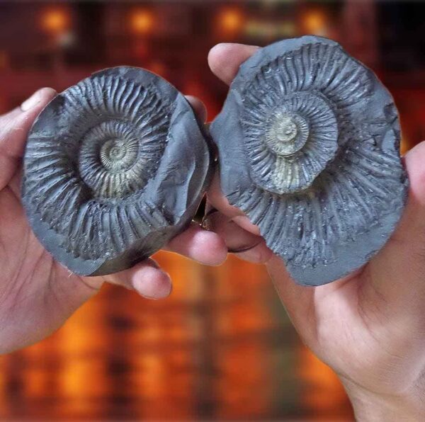 Laxmi Narayan Shaligram 2 Pieces