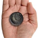 Vishnu Sudarshan Shaligram