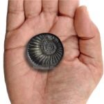 Vishnu Shaligram Stone @ Best Price Abhimantrit®