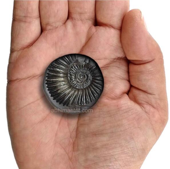 Vishnu Shaligram Stone