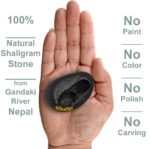 Original Lakshmi Narayan Shaligram 2 inch