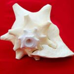 Loud Blowing Kamdhenu Shankh @ Best Price Abhimantrit™