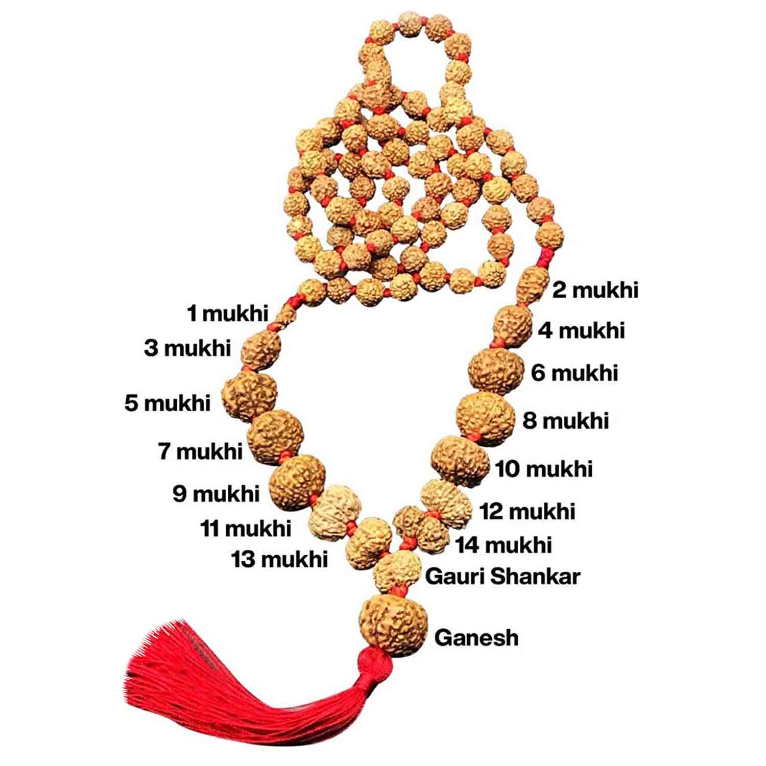 Numeroastro - 1-14 Mukhi Rudraksha Kantha Mala With 1 Mukhi Round Nepali  Bead (Lab X-Ray Report) ( Energized & Siddha Mala)