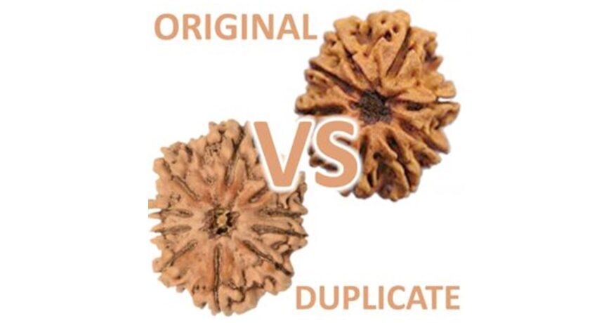 how to check rudraksha is real or not