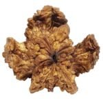 Kamal Rudraksha Online @ Best Price – Abhimantrit