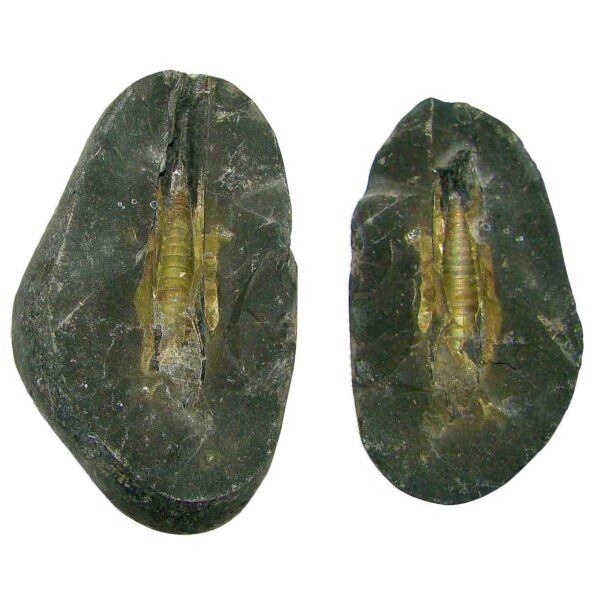 Shiva Shaligram Stone