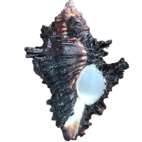 Shani Shankh