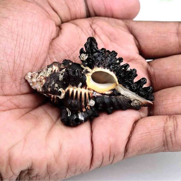 Shani Shankh Small