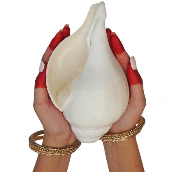 Vishnu Shankh Natural Loud Blowing Big Size Pooja Shankh Glossy White
