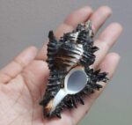 Buy Shani Shankh Online @ Best Price Abhimantrit®